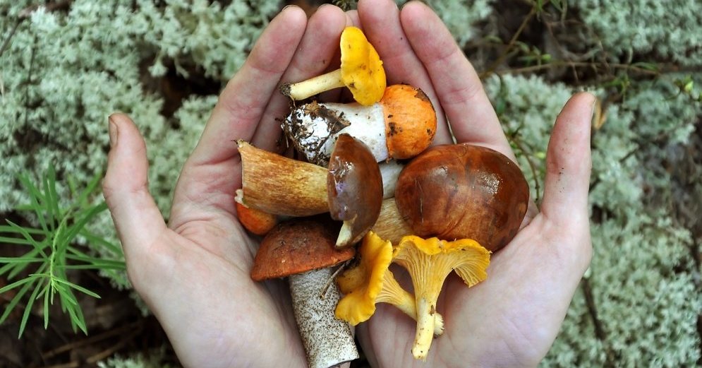 Veselīgais dārzeņu sautējums ar sēnēm - parholesterinu.lv